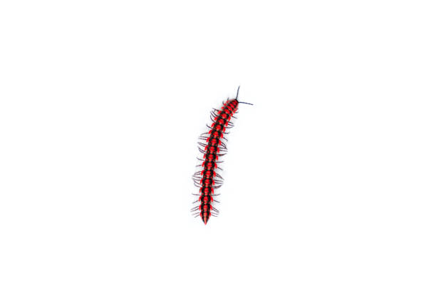 The flat-backed millipedes (Antheromorpha uncinata) isolated on white background, Red Flat backed millipedes