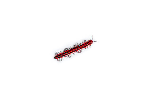 The flat-backed millipedes (Antheromorpha uncinata) isolated on white background, Red Flat backed millipedes