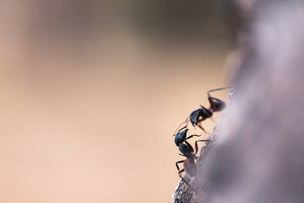 istock macro of two ants fighting 2162478513