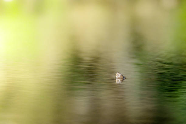 Green frog sitting on a twig in a wetland area in Flevoland, Netherlands during a summer day.