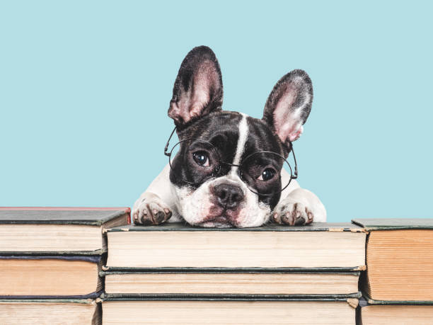 istock Cute puppy and old books. Studio shot 2162479075