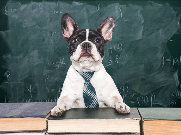 istock Cute puppy and old books on a blackboard background 2162479076