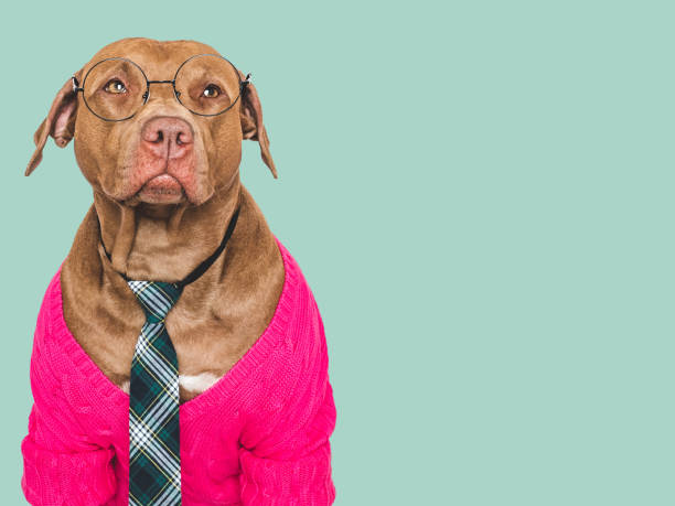 istock Cute dog, glasses and stylish tie. Studio shot 2162479124