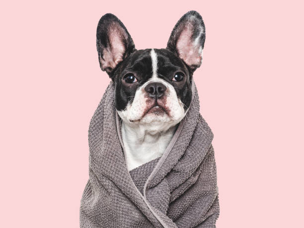 istock Cute puppy and blue towel. Studio shot 2162479125