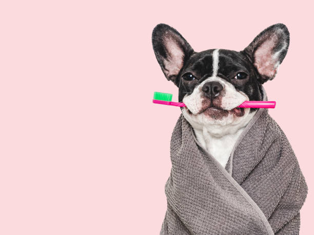 istock Cute puppy, towel and toothbrush. Studio shot 2162479131