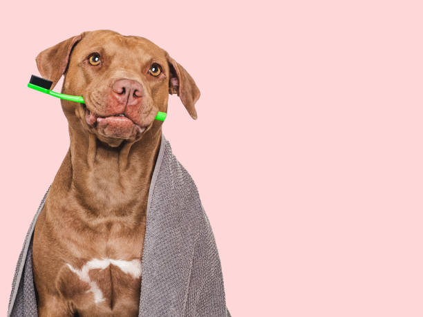 istock Cute brown dog, towel and toothbrush. Studio shot 2162479133