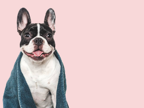 istock Cute puppy and blue towel. Studio shot 2162479134