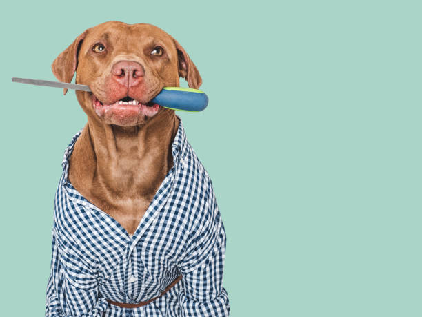 istock Cute brown dog, work shirt and file 2162479143