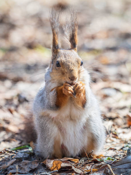 istock Squirrel in autumn or spring with nut on the green grass with fallen yellow leaves 2162479400