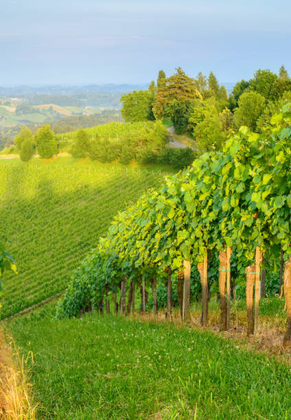 View of vineyard and distant hills in the evening in vertical format