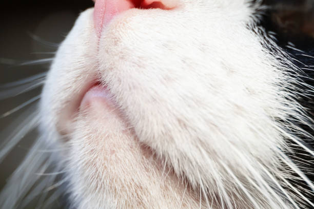 istock Tuxedo Cat Close Up 2162484824