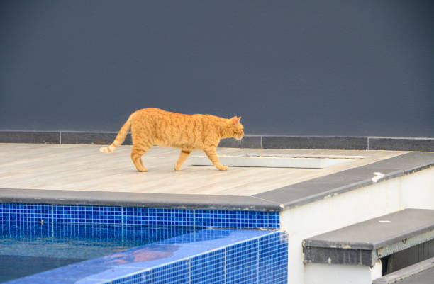 istock red cat walking near the pool 2 2162486063