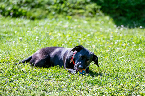 istock Sweet dog playing with a ball 2162486771