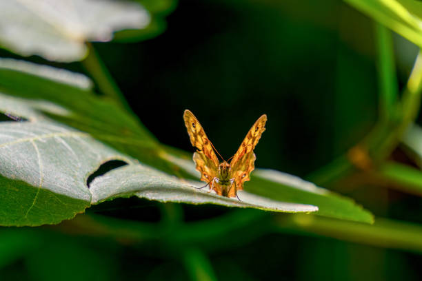 close-up of a wall butterfly, Pararge aegeria, perched on a green leaf seen from the front.
