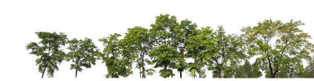 istock Green trees isolated on white background. are Forest and foliage in summer for both printing and web pages 2162487739