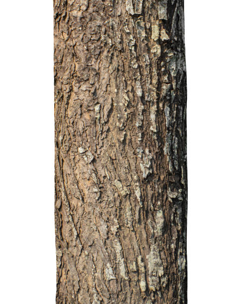 istock Trunk of a tree Isolated On White Background. 2162488267