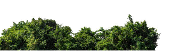 istock Green trees isolated on white background. 2162488304
