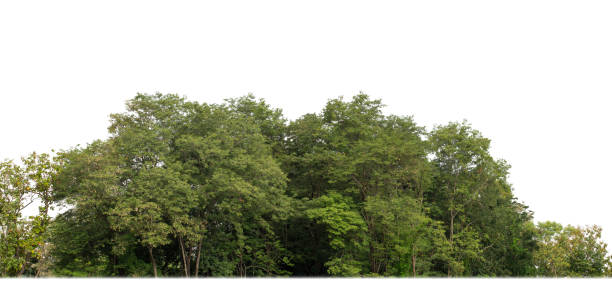 istock A group of rich green trees High resolution on white background. 2162488310