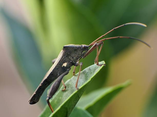 A Bean bug, (Riptortus pedestris), in the rain forest of Sidemen, Bali, Indonesia.