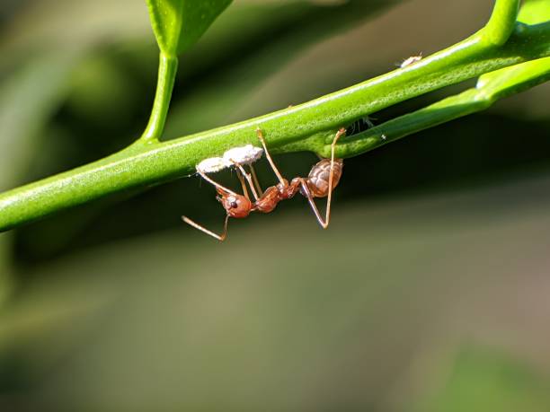 istock Weaver ants or Oecophylla are walking on a tree trunk 2162489161