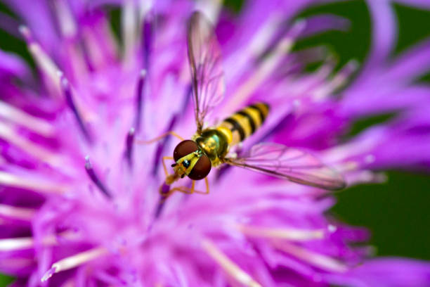 istock Hover fly foraging on a knapweed flower in New Hampshire. 2162491444