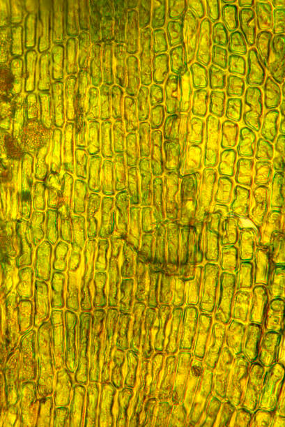 istock Rectangular cells of an Orthotrichum moss leaf at 400x. 2162491497