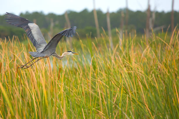 Great blue heron flying low over a cattail marsh