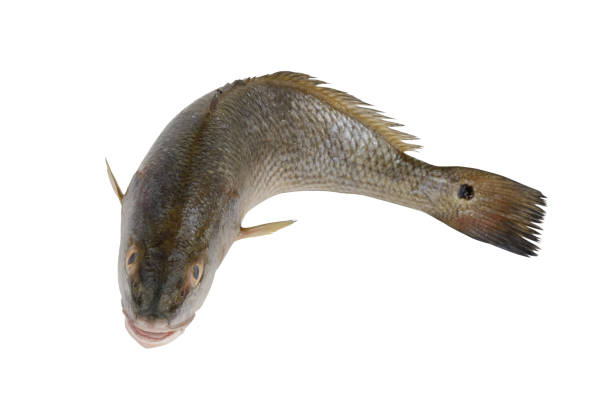 istock Red drum fish or redfish isolated on white 2162491715