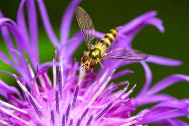 istock Hover fly foraging on a knapweed flower in New Hampshire. 2162491717