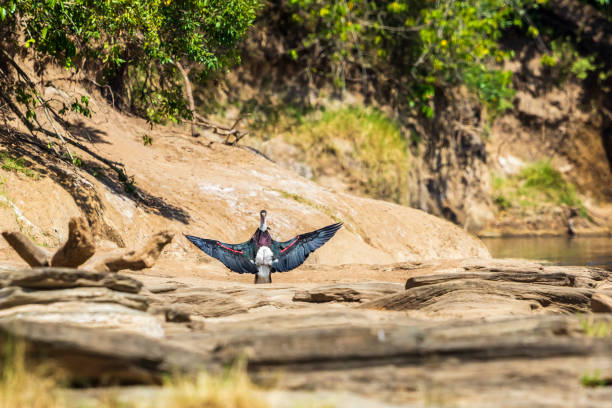 Woolly-necked stork with outstretched wings