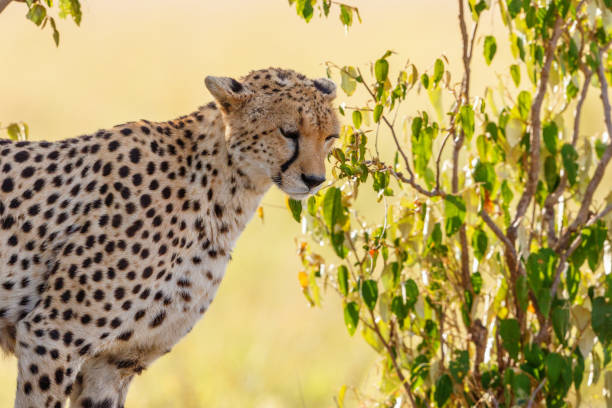 istock Cheetah standing in the shade and looking down 2162493031