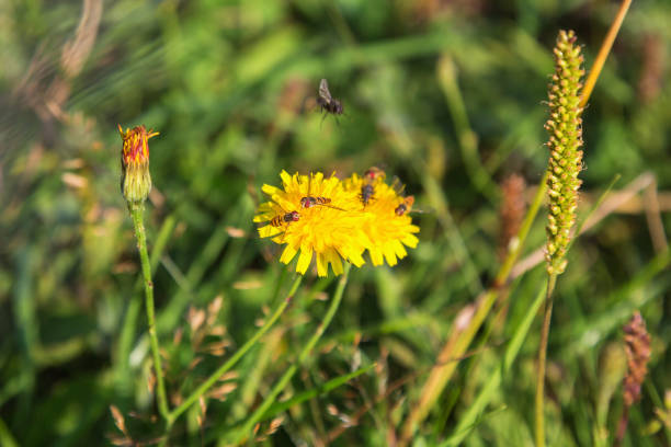 Dandelion with Marmalade hoverfly and flies on a summer meadow