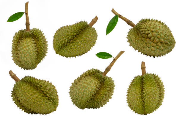 istock Raw of Thai durian fruit 2162493280