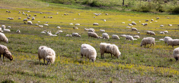 istock A herd of sheep grazing in a field 2162493318