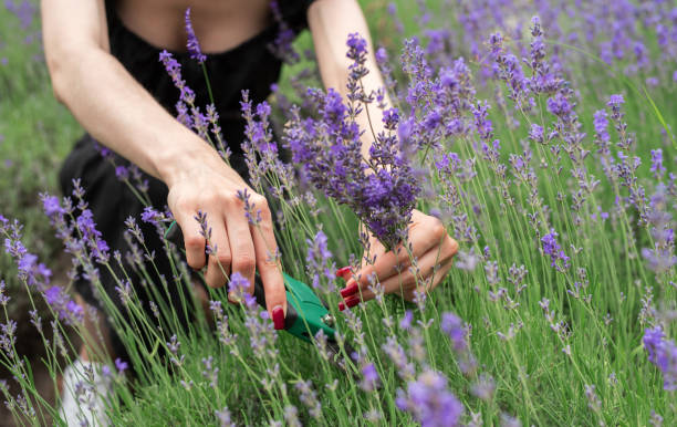 istock Young  woman picking lavender flowers 2162493345
