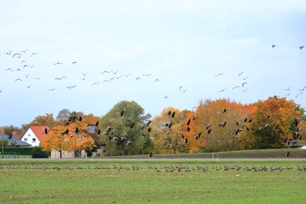 istock Geese resting at a rural field in autumn 2162494234
