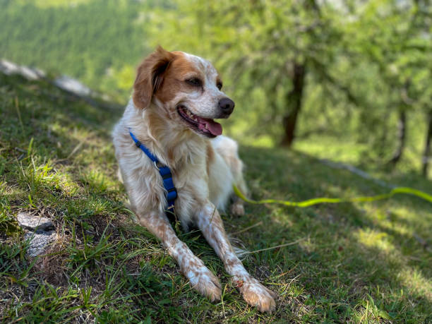 istock Epagneul Breton dog relaxing on mountains 2162494868