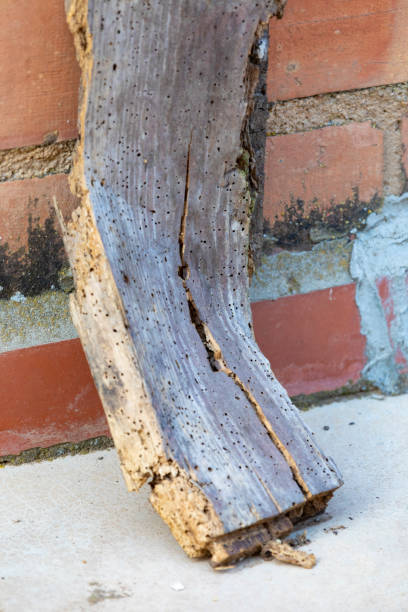 istock ill wood by woodworms 2162494876