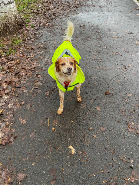 istock Cute Epagneul dog wit rain coat 2162494899
