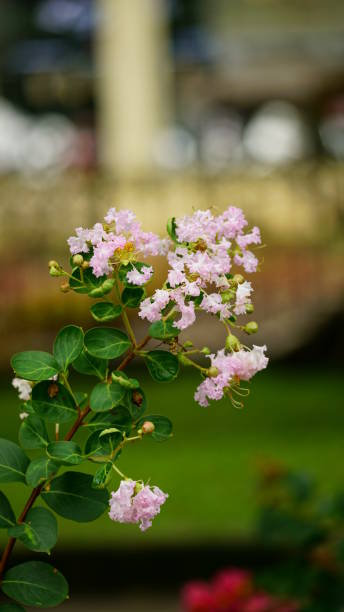 istock Close-up of Rosa multiflora flower blooming on a tree 2162496732