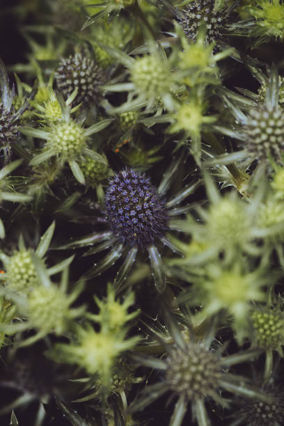 istock Sea Holly flowers coming into bloom 2162497174