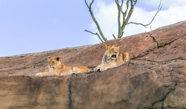 istock Two Lions Surveying Their Territory 2162497442