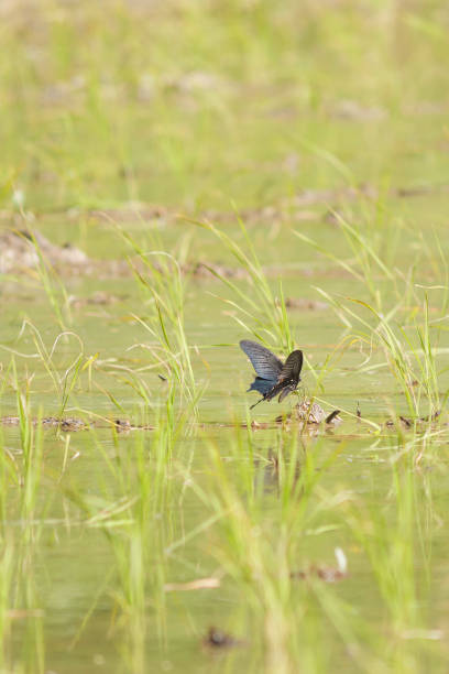 istock Black swallowtail butterfly resting on a rice seedling in a summer rice paddy 2162498239