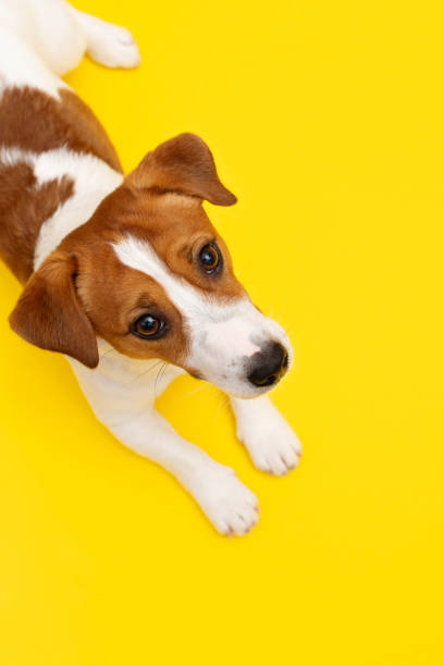 istock Funny Jack Russell Terrier dog is lying on yellow studio background and looking at the camera. Playful white-brown dog is looking happy isolated on yellow background 2162499268