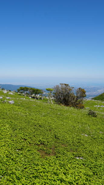 istock Green scenery on mountains in early summer 2162499770
