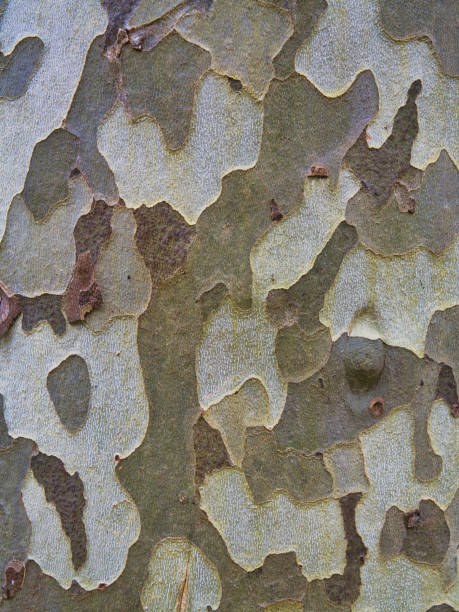 Detailed shot of tree bark, showcasing its intricate patterns and rugged surface. The bark's texture is highlighted, revealing the tree's age and resilience.