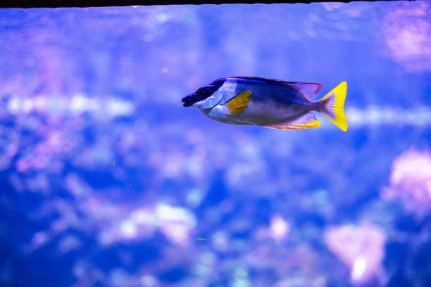 Vibrant Foxface Rabbitfish in Blue Aquarium