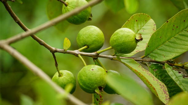 istock Close-up of green guava fruit on the tree 2162500535