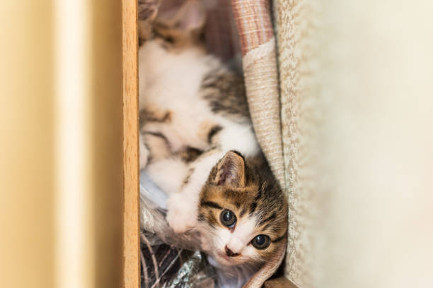 Young kittens hiding in tight spaces for security.