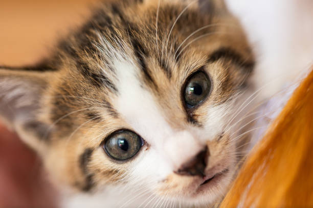 istock Close up of cute young innocent kittens face 2162501868
